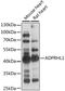 ADP-Ribosylhydrolase Like 1 antibody, LS-C750520, Lifespan Biosciences, Western Blot image 