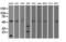 Alpha-1-antitrypsin antibody, M00720-3, Boster Biological Technology, Western Blot image 