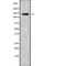 SIK Family Kinase 3 antibody, PA5-67661, Invitrogen Antibodies, Western Blot image 