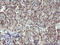 p38 MAPK antibody, LS-C797670, Lifespan Biosciences, Immunohistochemistry frozen image 