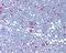 Cyclin Dependent Kinase 1 antibody, 48-513, ProSci, Immunohistochemistry paraffin image 