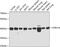 Purinergic Receptor P2Y14 antibody, 23-446, ProSci, Western Blot image 