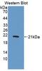 NBL1, DAN Family BMP Antagonist antibody, abx131363, Abbexa, Western Blot image 