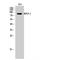 Amyloid Beta Precursor Like Protein 2 antibody, LS-C382055, Lifespan Biosciences, Western Blot image 