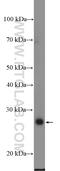 RNA Binding Motif Protein 24 antibody, 18178-1-AP, Proteintech Group, Western Blot image 
