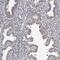 Metal Regulatory Transcription Factor 1 antibody, PA5-55945, Invitrogen Antibodies, Immunohistochemistry frozen image 