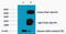 Histone H3 antibody, STJ96993, St John