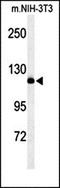 Sodium Voltage-Gated Channel Alpha Subunit 1 antibody, orb313241, Biorbyt, Western Blot image 