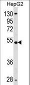 Zinc Finger Protein 134 antibody, LS-C157417, Lifespan Biosciences, Western Blot image 