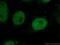 ELAVL1 antibody, 66549-1-Ig, Proteintech Group, Immunofluorescence image 