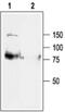 Potassium Voltage-Gated Channel Subfamily Q Member 1 antibody, PA5-77587, Invitrogen Antibodies, Western Blot image 