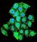 MSS51 Mitochondrial Translational Activator antibody, abx026348, Abbexa, Western Blot image 