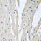 Pitrilysin Metallopeptidase 1 antibody, A08969, Boster Biological Technology, Immunohistochemistry frozen image 