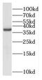 NDRG Family Member 4 antibody, FNab05605, FineTest, Western Blot image 