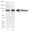 ER mannosidase 1 antibody, NBP2-13167, Novus Biologicals, Western Blot image 