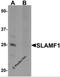 Signaling Lymphocytic Activation Molecule Family Member 1 antibody, 6247, ProSci, Western Blot image 