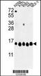 Histone Cluster 1 H2A Family Member H antibody, MBS9207636, MyBioSource, Western Blot image 