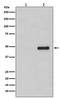 Cell Division Cycle 37 antibody, P02169, Boster Biological Technology, Western Blot image 