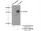 CUE Domain Containing 2 antibody, 20123-1-AP, Proteintech Group, Immunoprecipitation image 