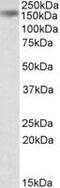 Drosha Ribonuclease III antibody, MBS421018, MyBioSource, Western Blot image 