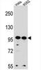WD repeat-containing protein 3 antibody, AP54538PU-N, Origene, Western Blot image 