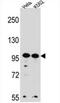 WD Repeat Domain 3 antibody, AP54538PU-N, Origene, Western Blot image 