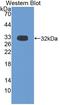 Brain Derived Neurotrophic Factor antibody, LS-C293054, Lifespan Biosciences, Western Blot image 