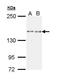 Eukaryotic Translation Initiation Factor 2 Alpha Kinase 4 antibody, PA5-29290, Invitrogen Antibodies, Western Blot image 