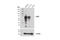Lymphocyte Activating 3 antibody, 15372S, Cell Signaling Technology, Western Blot image 