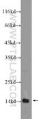 TATA-Box Binding Protein Associated Factor 13 antibody, 24672-1-AP, Proteintech Group, Enzyme Linked Immunosorbent Assay image 