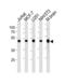 ENO1 antibody, TA324847, Origene, Western Blot image 