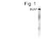 Elongator Complex Protein 1 antibody, PA1-4163, Invitrogen Antibodies, Western Blot image 