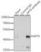 Aprataxin antibody, GTX33016, GeneTex, Immunoprecipitation image 