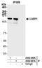 La Ribonucleoprotein Domain Family Member 1 antibody, A302-087A, Bethyl Labs, Immunoprecipitation image 