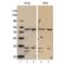 Fli-1 Proto-Oncogene, ETS Transcription Factor antibody, ALX-804-961-0100, Enzo Life Sciences, Western Blot image 
