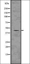 Aggrecan antibody, orb336643, Biorbyt, Western Blot image 