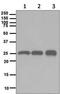 High Mobility Group Box 2 antibody, ab124670, Abcam, Western Blot image 