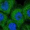 Dynein Axonemal Heavy Chain 6 antibody, NBP1-84067, Novus Biologicals, Immunofluorescence image 