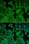 ERI1 Exoribonuclease Family Member 2 antibody, orb325750, Biorbyt, Immunofluorescence image 