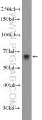 EH Domain Containing 3 antibody, 25320-1-AP, Proteintech Group, Western Blot image 