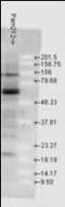 Heat Shock Protein Family A (Hsp70) Member 1A antibody, orb96370, Biorbyt, Western Blot image 