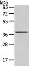 Wnt Family Member 10A antibody, CSB-PA554204, Cusabio, Western Blot image 