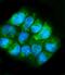 Glutamic-Oxaloacetic Transaminase 1 antibody, A04085-3, Boster Biological Technology, Immunofluorescence image 