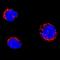 Single Stranded DNA Binding Protein 1 antibody, AF6588, R&D Systems, Immunocytochemistry image 