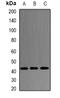 PR/SET Domain 7 antibody, orb341405, Biorbyt, Western Blot image 