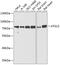 Autophagy Related 13 antibody, GTX65842, GeneTex, Western Blot image 