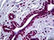 SMAD2 antibody, 51-747, ProSci, Immunohistochemistry paraffin image 