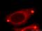 GP25L2 antibody, 21620-1-AP, Proteintech Group, Immunofluorescence image 