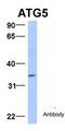 Autophagy Related 5 antibody, orb330734, Biorbyt, Western Blot image 