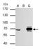 Cre Recombinase antibody, NBP2-42832, Novus Biologicals, Immunoprecipitation image 